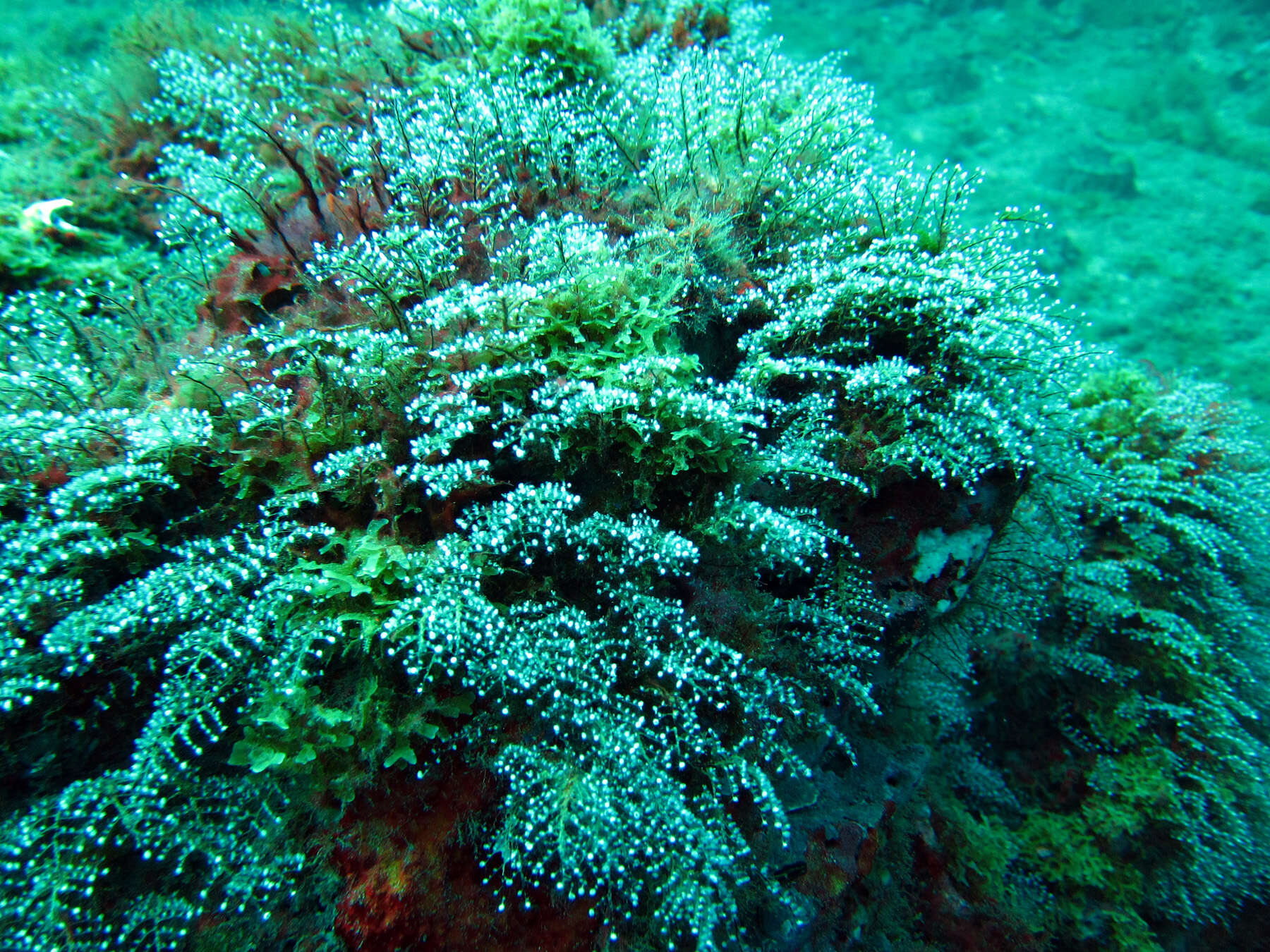 Image of Feather hydroid