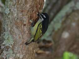 صورة Pogoniulus bilineatus bilineatus (Sundevall 1850)