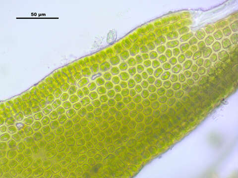 Image of pulvinate dry rock moss