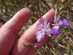 Слика од Dianthus gallicus Pers.