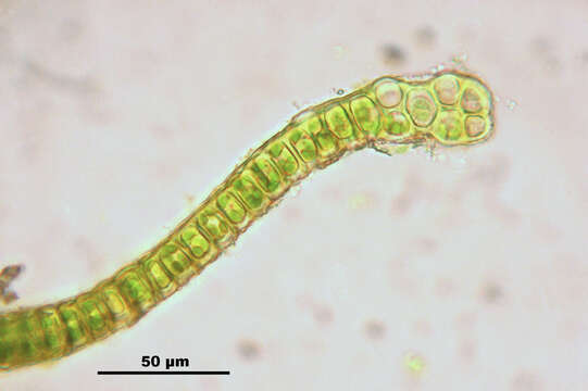 Image of pulvinate dry rock moss