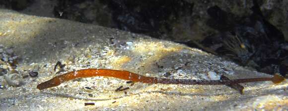 Image of Brigg's northern pipefish