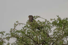 Imagem de Circaetus cinerascens Müller & JW 1851