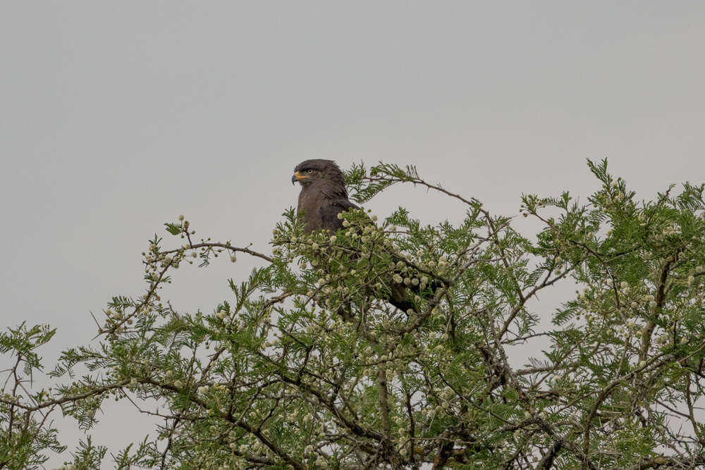 Image of Banded Snake-Eagle