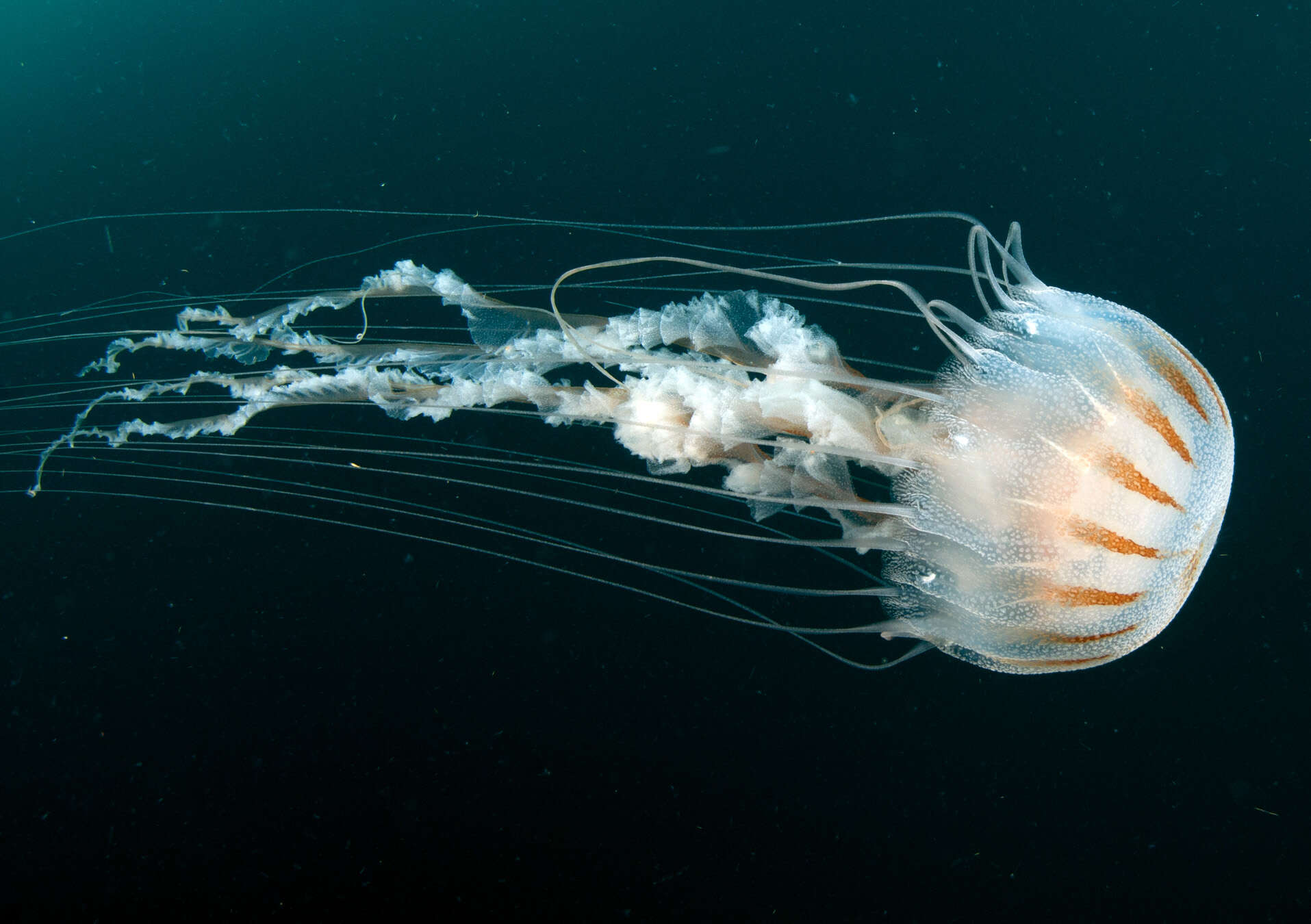 Image of Atlantic sea nettle