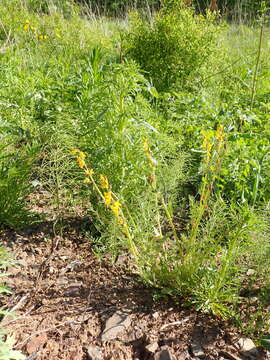 Corydalis sibirica (L. fil.) Pers. resmi