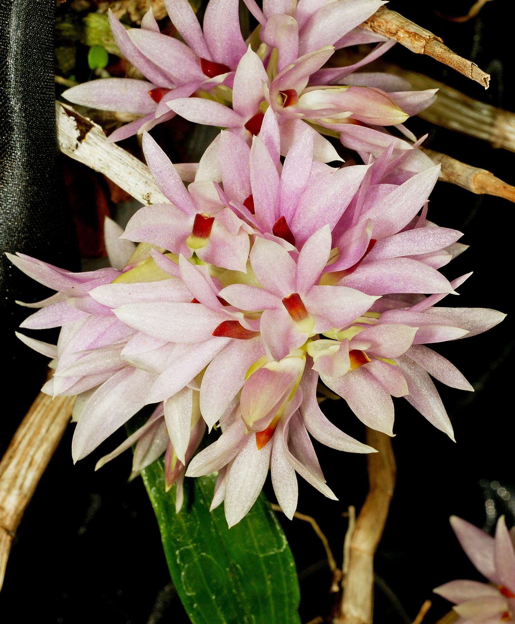 Слика од Dendrobium bracteosum Rchb. fil.