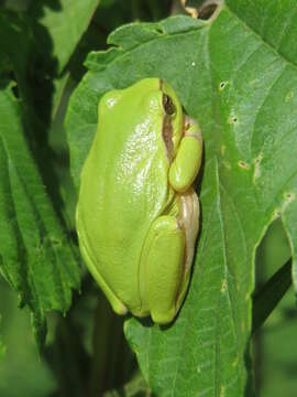 Image of Common tree frog