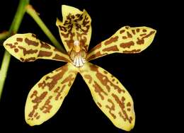 Imagem de Grammatophyllum scriptum (L.) Blume