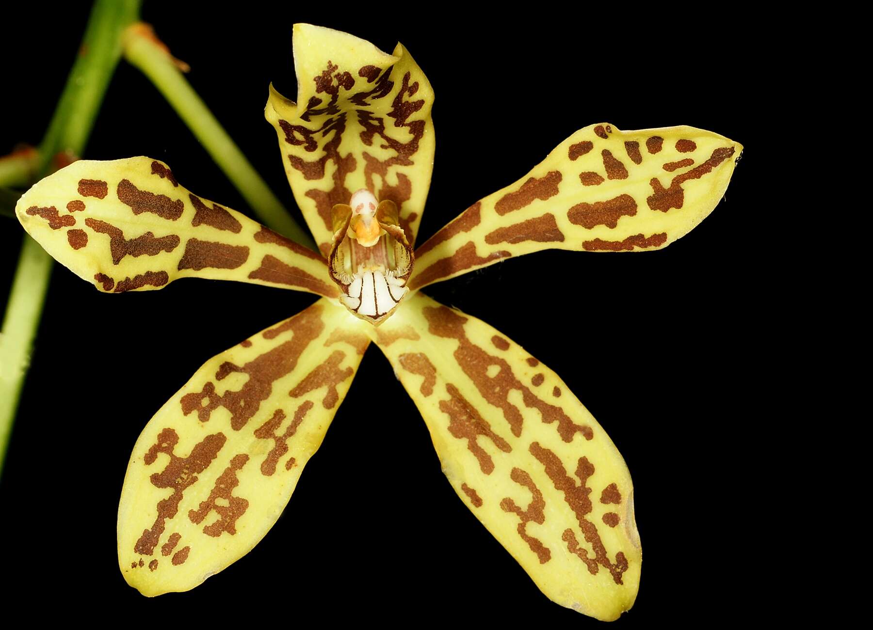 Imagem de Grammatophyllum scriptum (L.) Blume