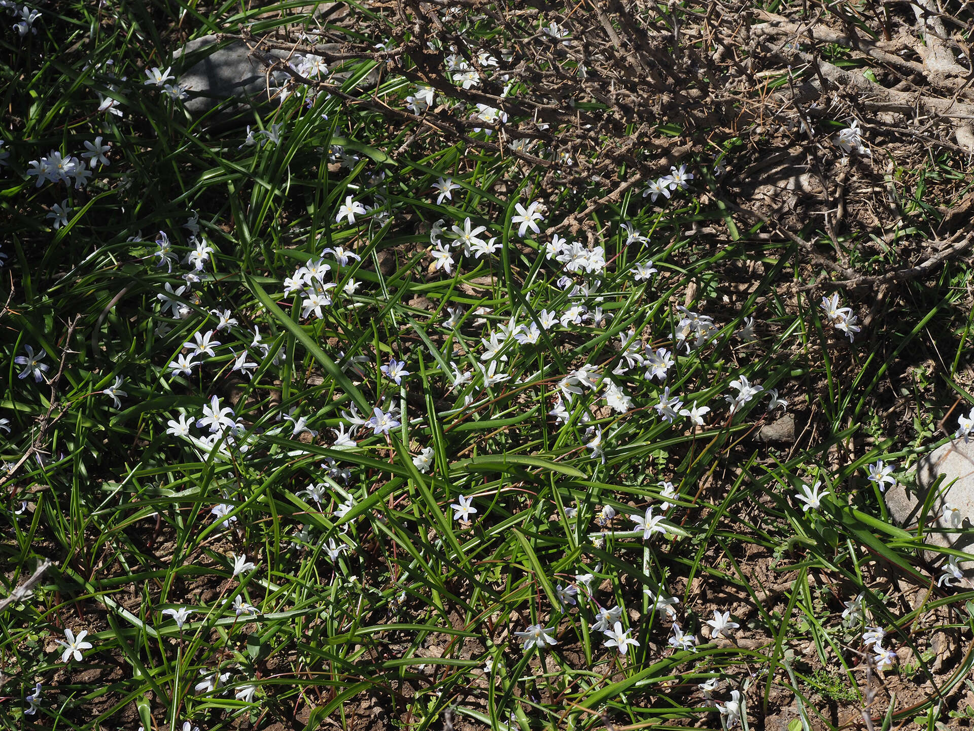 Image of Scilla nana (Schult. & Schult. fil.) Speta