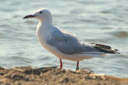 Image of Slender-billed Gull