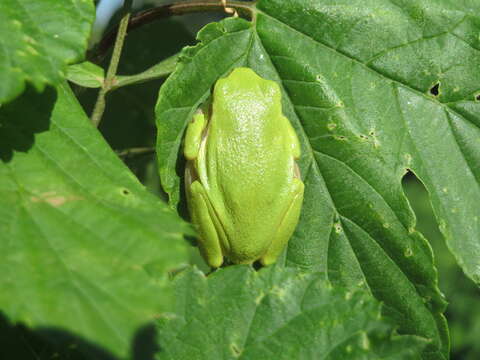 Image of Common tree frog