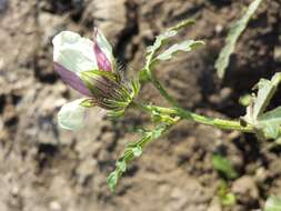 Image of flower of an hour