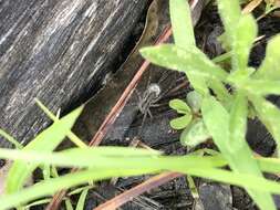 Image of Shore spider