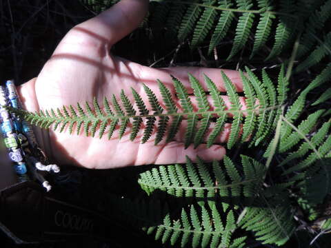 Image of Hypolepis rugosula subsp. villoso-viscida (Thouars) Schwartsb. & J. Prado