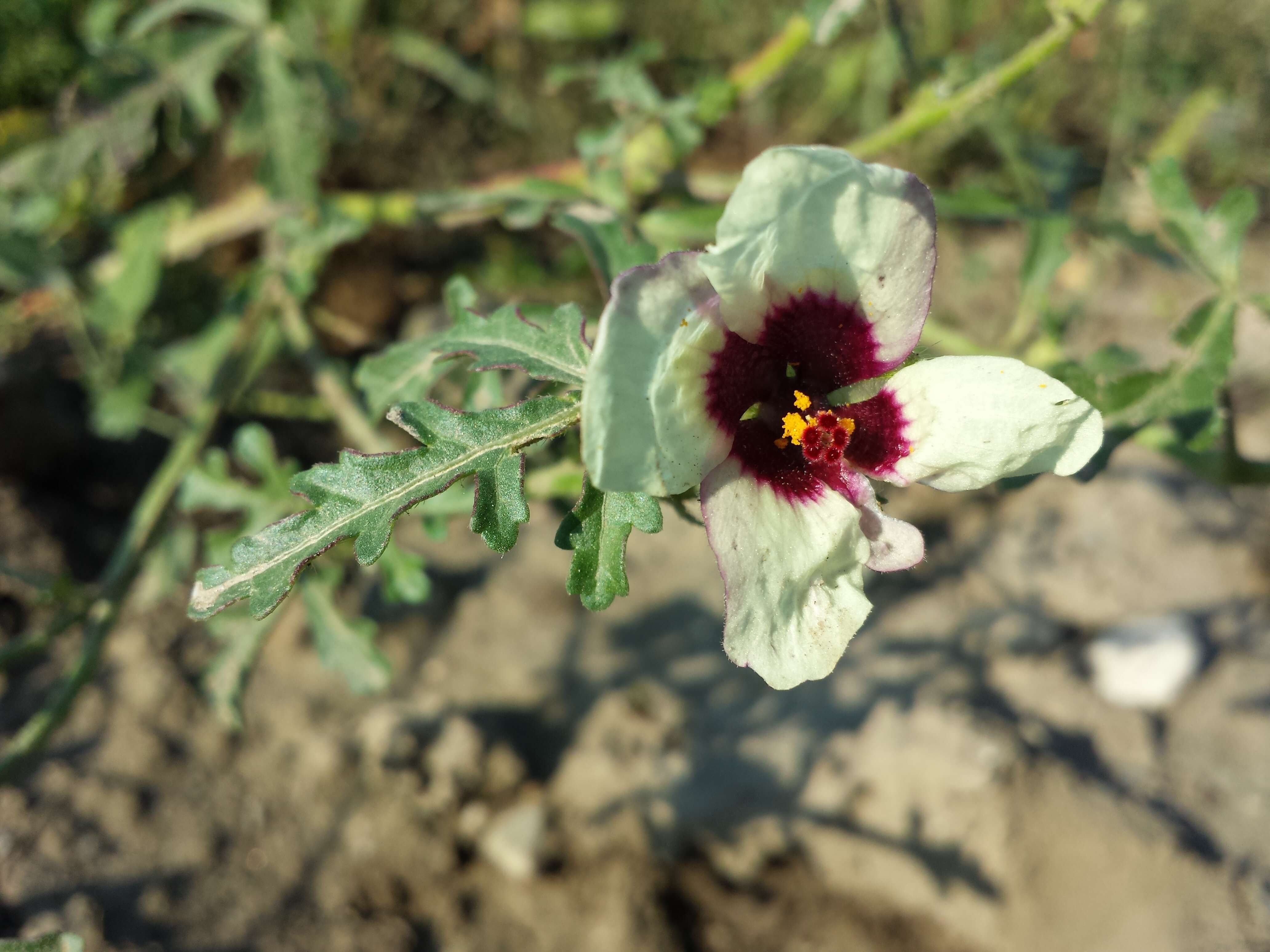 Image of flower of an hour