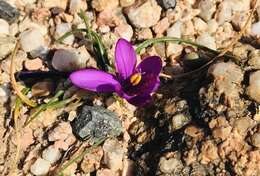 Image of Romulea requienii Parl.