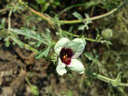 Image of flower of an hour