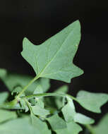 Sivun Chenopodium bryoniifolium A. Bunge kuva