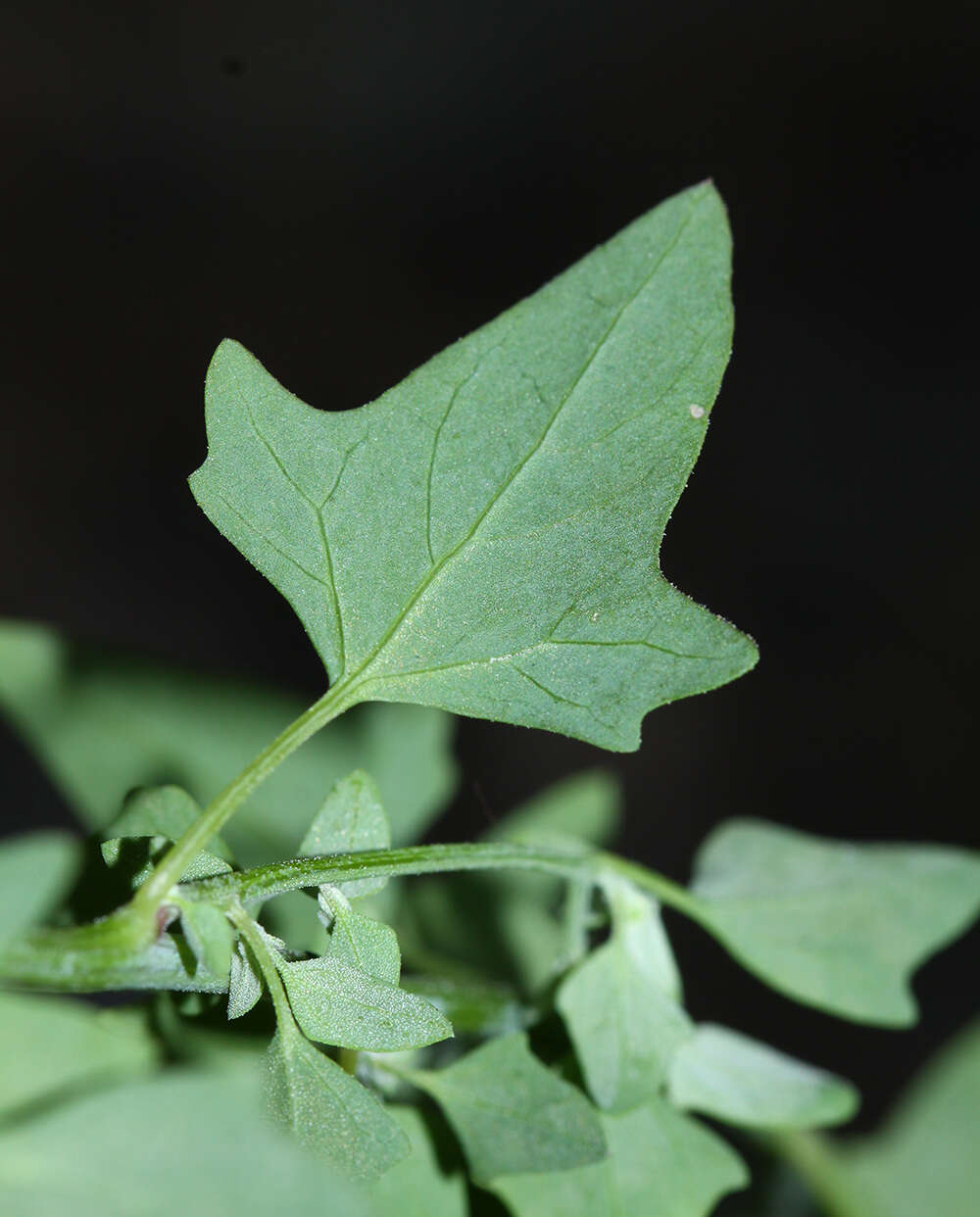 Image de Chenopodium bryoniifolium A. Bunge