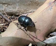 Слика од Phelotrupes (Eogeotrupes) laevistriatus (Motschulsky 1857)