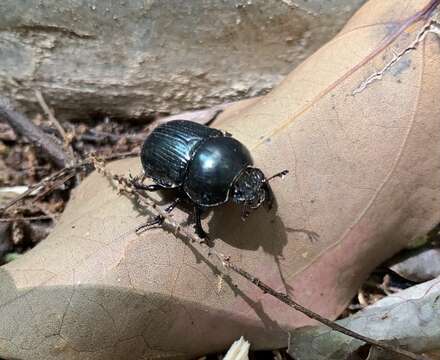 Sivun Phelotrupes (Eogeotrupes) laevistriatus (Motschulsky 1857) kuva