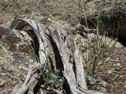 Image de Antennaria rosea subsp. rosea