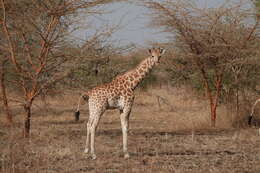 Image of Kordofan giraffe