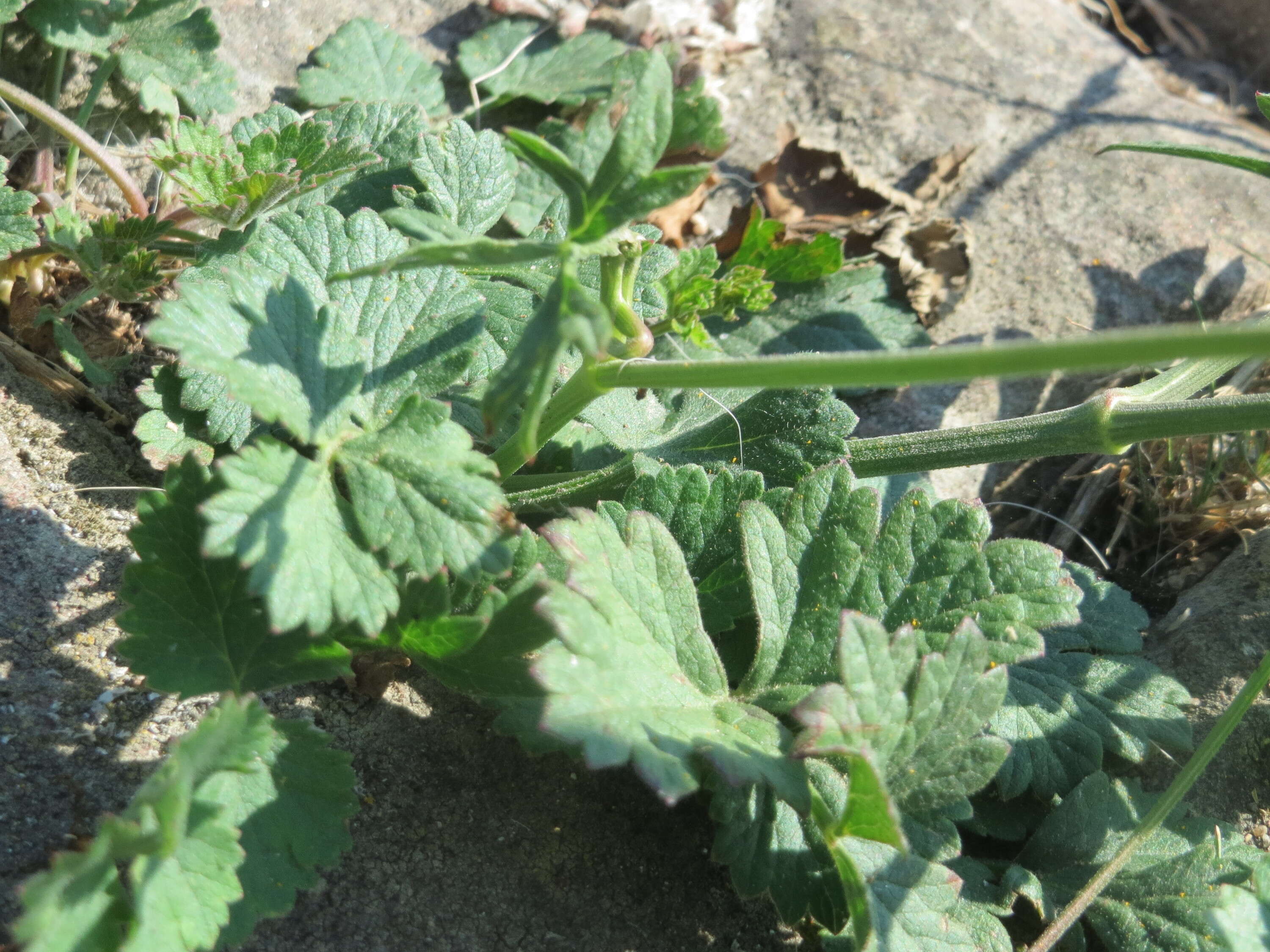 Image of burnet saxifrage