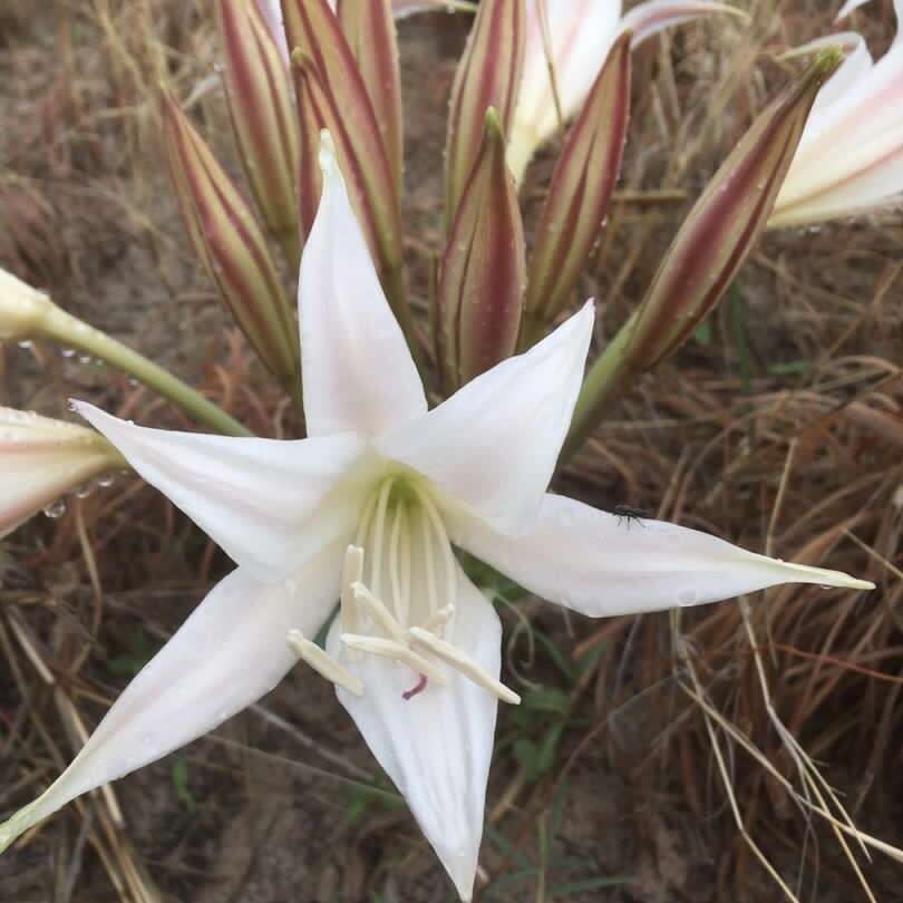 Image of Crinum crassicaule Baker