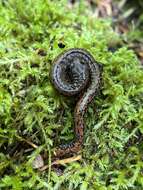 Image of Oregon Slender Salamander