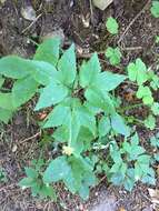 Imagem de Anemone trifolia subsp. trifolia