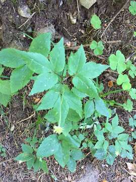 Image of Anemone trifolia subsp. trifolia