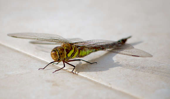 Image of Migrant Hawker