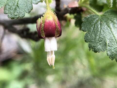 Image of canyon gooseberry