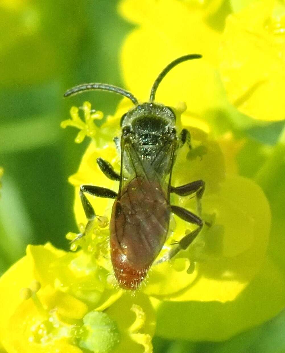 Image de Sphecodes ranunculi Robertson 1897