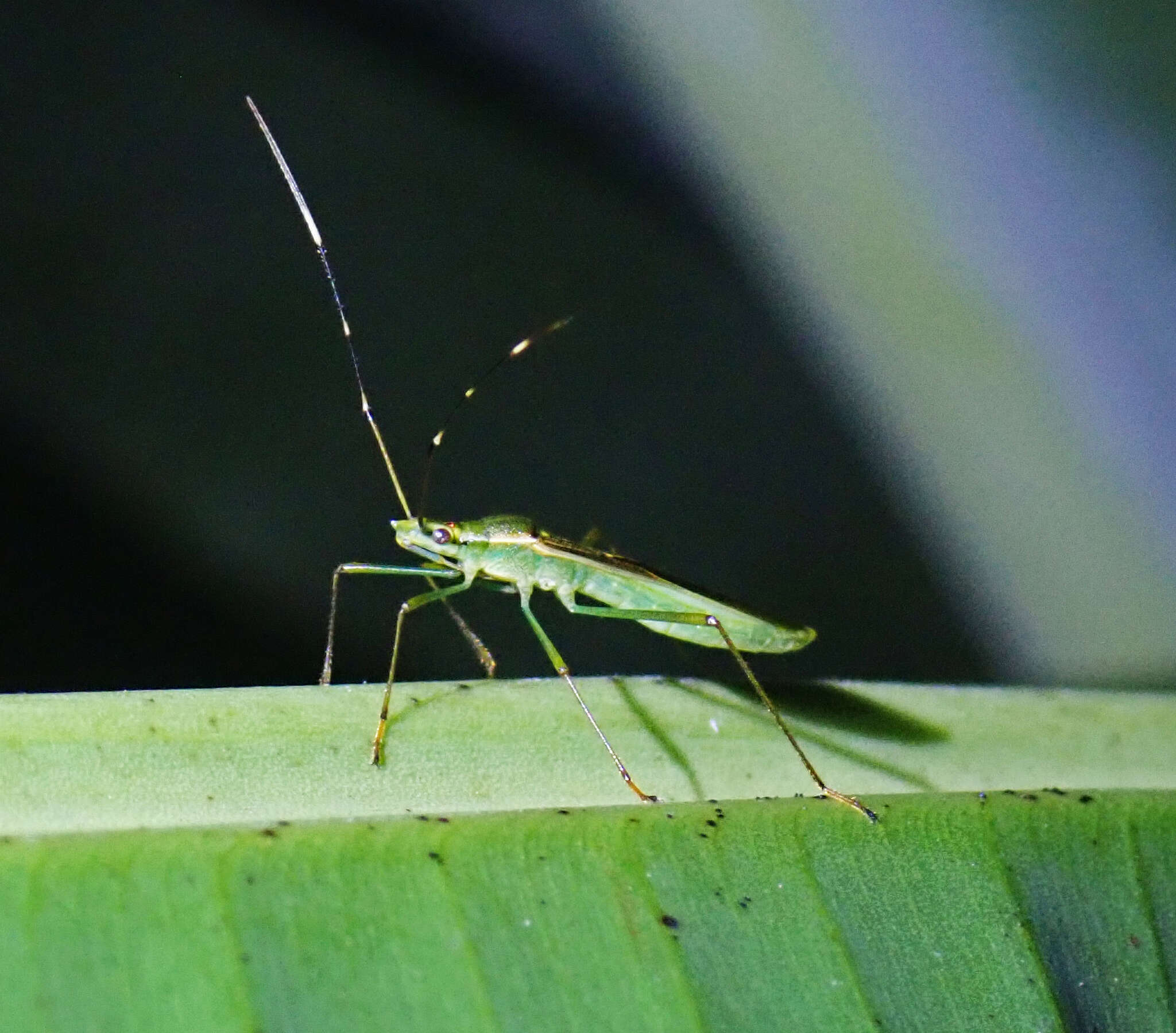 Imagem de Leptocorisa acuta (Thunberg 1783)