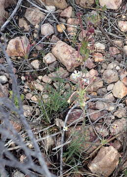 Image of Zaluzianskya capensis (L.) Walp.