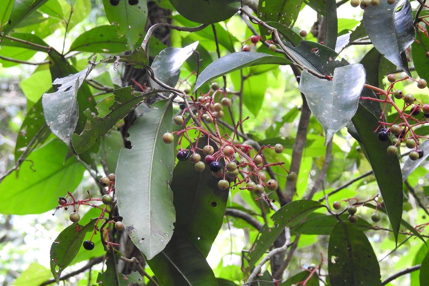 Image of Gentlea micranthera (J. D. Smith) Lundell