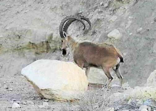 Image of Nubian Ibex