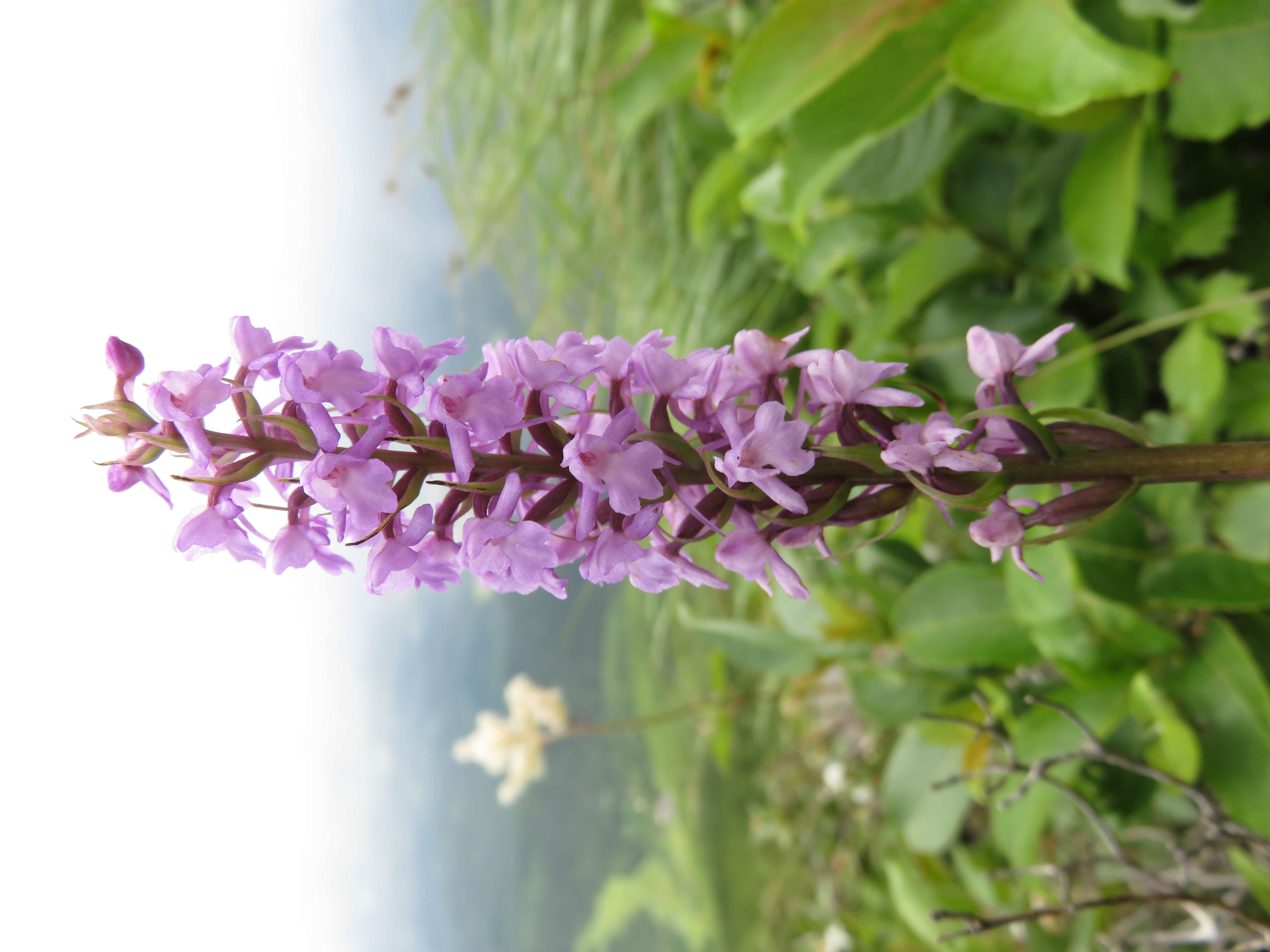 Image of fragrant orchid