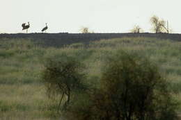 Image of Great Indian Bustard