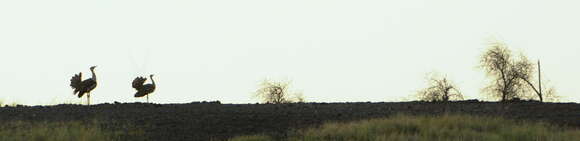 Image of Great Indian Bustard