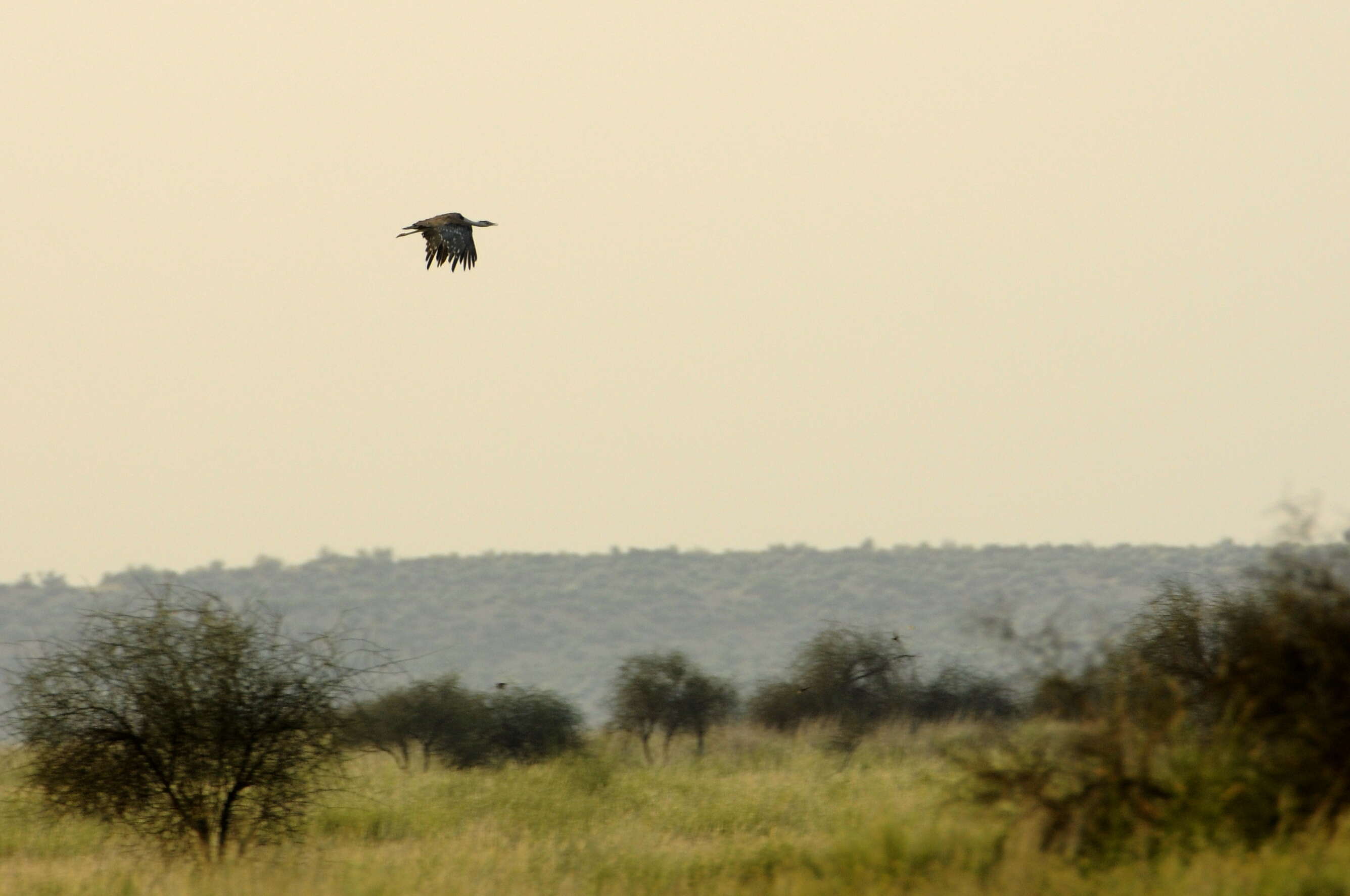 Image of Great Indian Bustard