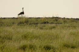 Image of Great Indian Bustard