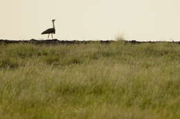 Image of Great Indian Bustard