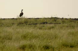 Image of Great Indian Bustard