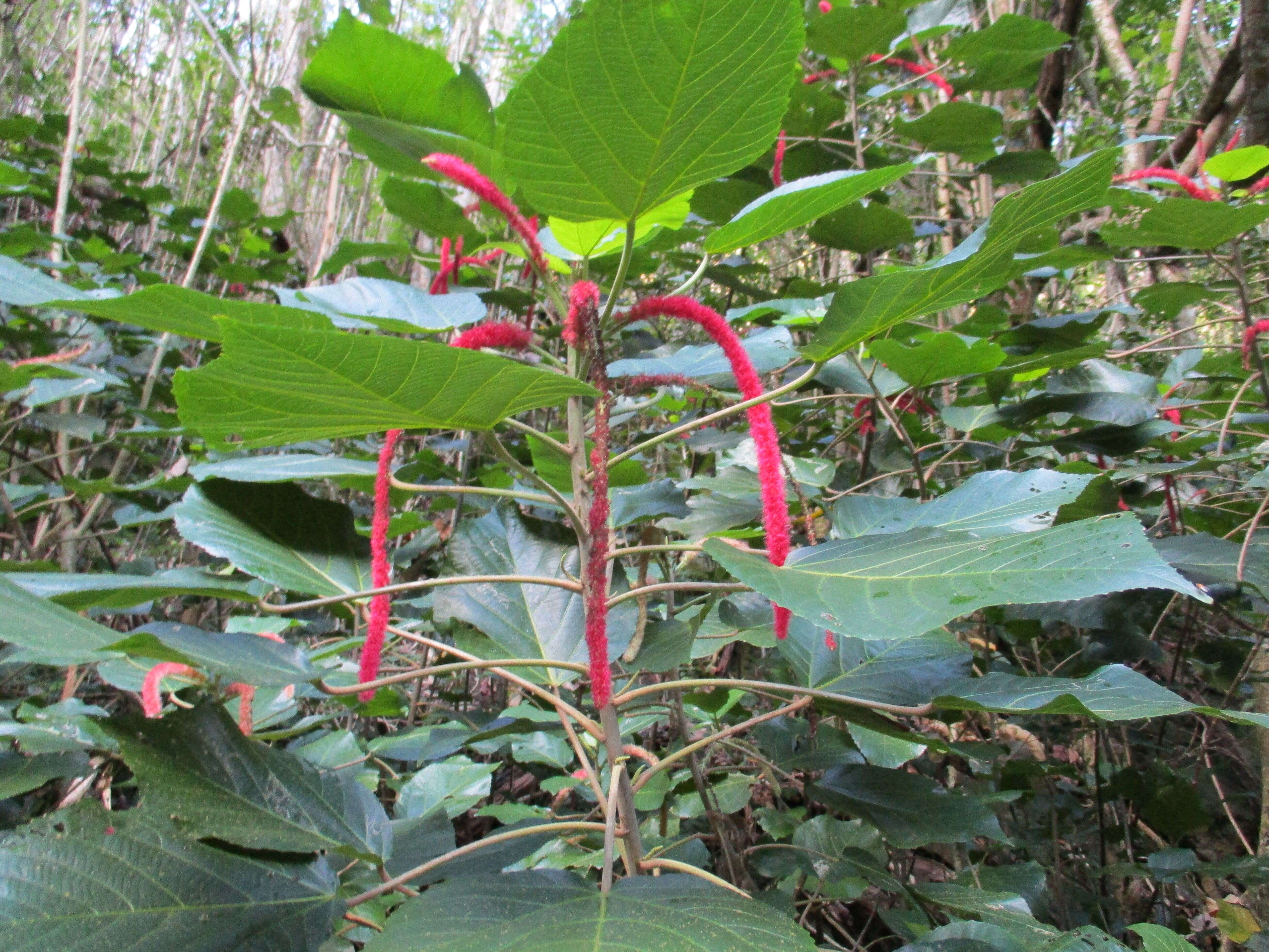 Imagem de Acalypha hispida Burm. fil.