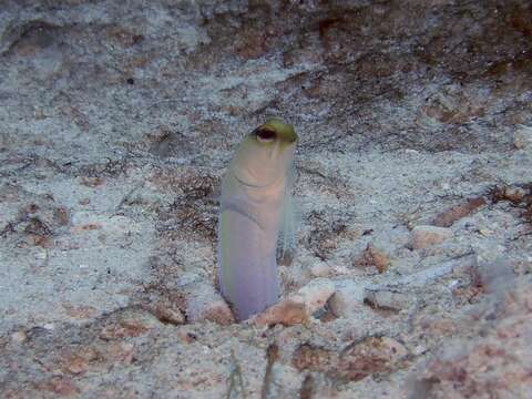 Image of Yellowhead Jawfish